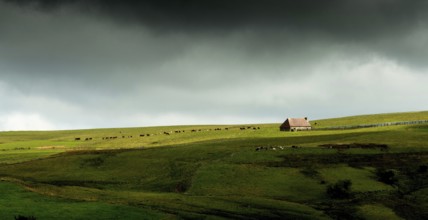 Auvergne Volcanoes Regional Natural Park. Cezallier. Herd of cows near a farmhouse (buron) under a