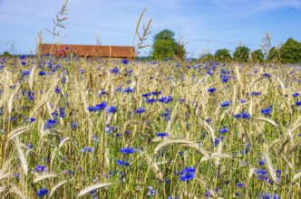 Epic landscape of a cornfield with cornflowers in midsummer in rural surroundings near Sunnersberg,