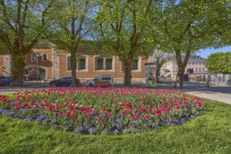 Square, flower bed, tulips (Tulipa), lawn, tree, parking lane with vehicles, general architecture,