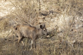 Sambar or sambar deer or horse deer (Cervus unicolor or Rusa unicolor) in the dry forest in