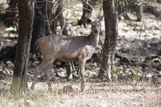 Sambar or sambar deer or horse deer (Cervus unicolor or Rusa unicolor) in the dry forest,