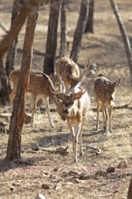 Axis deer or chitals (Axis axis) in the dry forest, Ranthambore National Park, Rajasthan, India