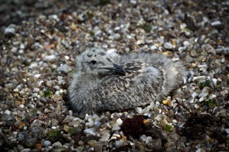 Herring Gull (Larus argentatus), juvenile, lying camouflaged on the beach between pebbles, pebbles,