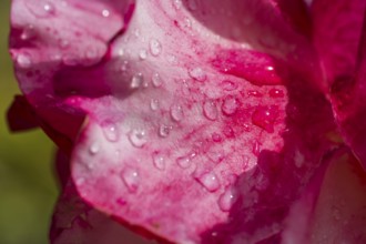 Drops of water on a rose petal, close-up, North Rhine-Westphalia, Germany