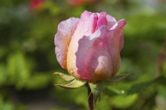 Pink shrub rose flower with water droplets, single flower, North Rhine-Westphalia, Germany