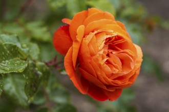 Red blossom of the shrub rose with water droplets, North Rhine-Westphalia, Germany
