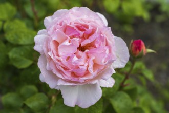 Flower of the shrub rose with water droplets, bud next to it, North Rhine-Westphalia, Germany