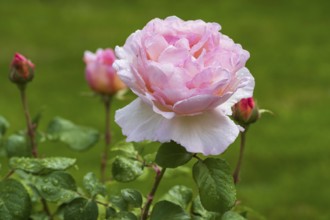 Pink blossom of shrub rose with water droplets, buds next to it, green background, North