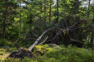 Uprooted trees in a small forest near Henan, Orust Island, Bohuslän, Västra Götalands län, Sweden