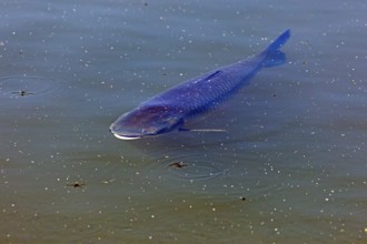 Catfish, fish pond, Fischers Land Boek, Mecklenburg Lake District, Mecklenburg-Western Pomerania,