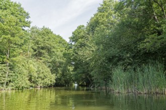 Canal between Leppinsee and Woterfitzsee, trees, Müritz National Park, Mecklenburg Lake District,