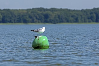 Gull, Mew Gull (Larus canus) sitting on a buoy, Woterfitzsee, Müritz National Park, Mecklenburg