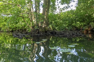 Rootstock of a tree, Alte Fahrt canal between Bolter Schleuse lock and Caarpsee lake, Müritz
