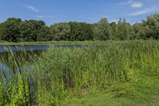 Fish pond, Fischers Land Boek, Mecklenburg Lake District, Mecklenburg-Western Pomerania, Germany