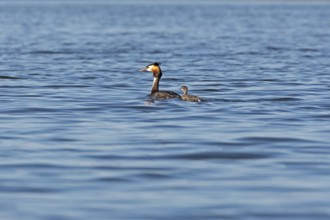 Great Crested Grebe (Podiceps ribbonfish) with juvenile, Leppinsee, Rechlin, Mecklenburg Lake