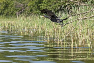 Cormorant (Phalacrocorax carbo) starts, Leppinsee, Mecklenburg Lake District, Mecklenburg-Western