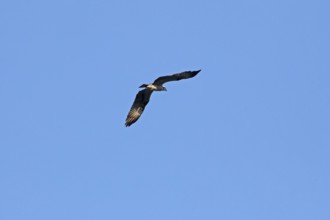 Osprey (Pandion haliaetus) in flight over Lake Leppin, Rechlin, Mecklenburg Lake District,