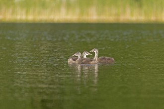 Young great crested grebe (Podiceps ribbonfish), Leppinsee, Rechlin, Mecklenburg Lake District,