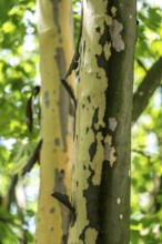 Plane trees, Platanus × acerifolia, often shed their bark in summer, the bark cannot grow with the