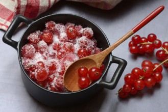 Redcurrants with sugar in pots, Ribes rubrum