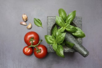 Basil in mortar and tomato, Ocimum basilicum, Solanum lycopersicum