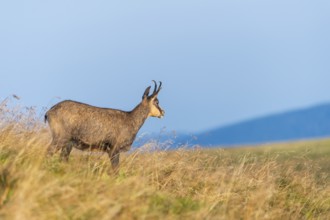 Chamois (Rupicapra rupicapra) on a meadow in the Vosges Mountains, wildlife, France