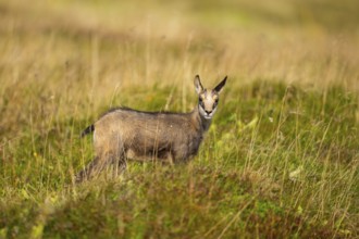 Chamois (Rupicapra rupicapra) youngster on a meadow in the Vosges Mountains, wildlife, France