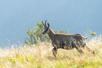 Chamois (Rupicapra rupicapra) on a meadow in the Vosges Mountains, wildlife, France