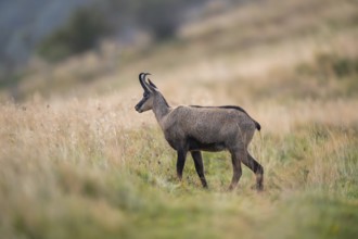 Chamois (Rupicapra rupicapra) on a meadow in the Vosges Mountains, wildlife, France