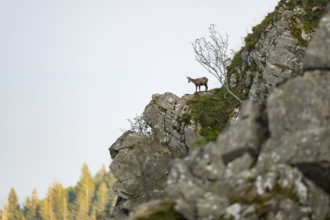 Chamois (Rupicapra rupicapra) on a mountain cliff in the Vosges Mountains, wildlife, France