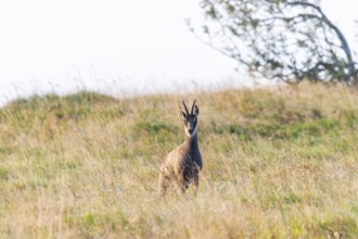 Chamois (Rupicapra rupicapra) on a meadow in the Vosges Mountains, wildlife, France