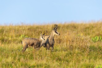 Chamois (Rupicapra rupicapra) mother with her youngster on a meadow in the Vosges Mountains,