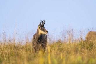 Chamois (Rupicapra rupicapra) on a meadow in the Vosges Mountains, wildlife, France