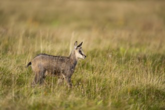 Chamois (Rupicapra rupicapra) youngster on a meadow in the Vosges Mountains, wildlife, France