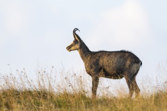 Chamois (Rupicapra rupicapra) on a meadow in the Vosges Mountains, wildlife, France