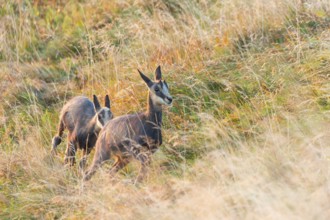 Chamois (Rupicapra rupicapra) youngster on a meadow in the Vosges Mountains, wildlife, France