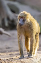 Guinea baboon (Papio papio) walking on the ground, Bavaria, Germany Europe