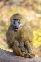 Guinea baboon (Papio papio) sitting on the ground, Bavaria, Germany Europe