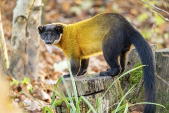 Yellow-throated marten (Martes flavigula) on an old wood, Germany