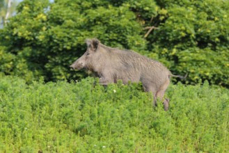 A wild boar (Sus scrofa) stands in a field of wild chamomile (Matricaria chamomilla). Bavaria,