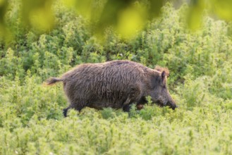 A wild boar (Sus scrofa) runs across a field of wild chamomile (Matricaria chamomilla). Bavaria,