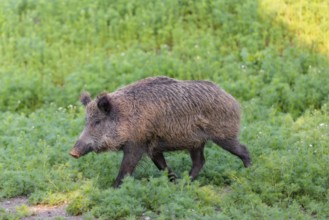A wild boar (Sus scrofa) runs across a field of wild chamomile (Matricaria chamomilla). Bavaria,