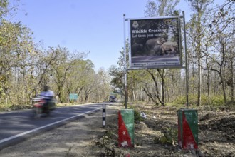 Shield Wildlife Crossing, Corbett National Park, near Ramnagar, Uttarakhand State, India