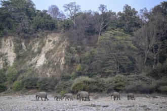 Indian elephants (Elephas maximus indicus), Corbett National Park, near Ramnagar, Uttarakhand