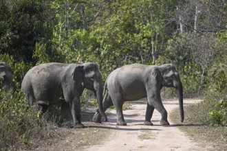 Indian elephants (Elephas maximus indicus), Corbett National Park, near Ramnagar, Uttarakhand