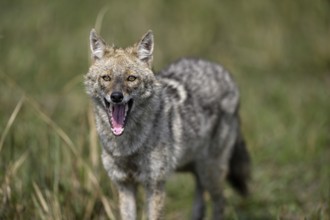 Indian jackal (Canis aureus indicus), Corbett National Park, near Ramnagar, Uttarakhand State,