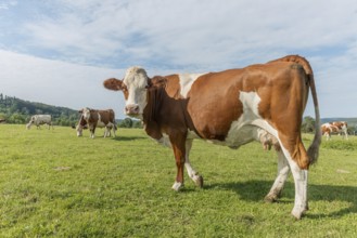 Brown and white cows are grazing calmly on a lush green pasture under a clear blue sky. The