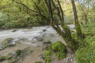 A river flows through a lively forest with smooth rocks that are partially submerged in the water.