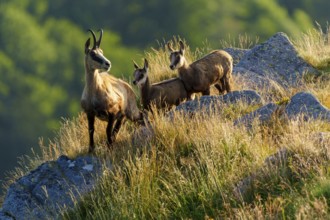 Three chamois standing on a sunny meadow with rocks in the background, chamois, chamois, (Rupicapra