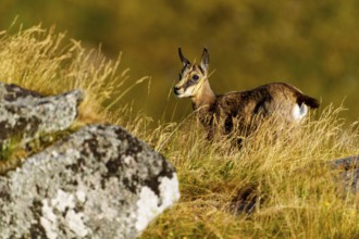 A curious young chamois stands on a rock, accompanied by a resting deer in the grass, chamois,